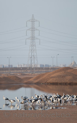 BB 10 0236 / Ciconia ciconia / Stork